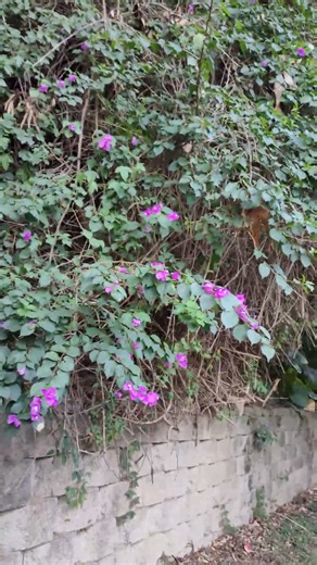 Bougainvillea glabra garden 簕杜鵑是葉子花屬（學名：Bougainvillea）植物的統稱，又名九重葛、三角梅、三角花、葉子花、葉子梅 VID20251217152620