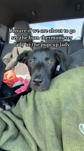 Black Lab Puppy Anticipates Fun Outing