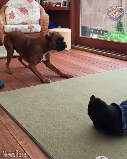 Poor Pup Just Wanted Love, Not Trauma 🐶🎃