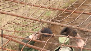 Military soldiers crawl under a net on their backs wearing a gas mask and carrying weapons during an obstacle course at a training camp