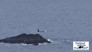 30K views · 1.9K reactions | ORCAS! Absolutely wonderful to see the 64s pod with their calf born in January 2022 north of Bressay today. The calf surfaces at 0:17, 0:28 & 1:05. Footage by Hugh.  ❄️ ❄️ | Shetland Wildlife | Facebook