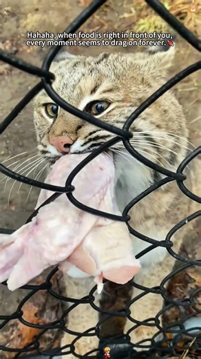 Feeding big cats,gentle side of fierce beasts 🥰#animalcare #lionsandtigers #bigcat #wildlife #fyp