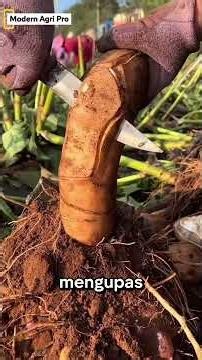 Top-Level Skills! Farmers' Fast Techniques for Packing Plants and Peeling Fruit Straight from the...