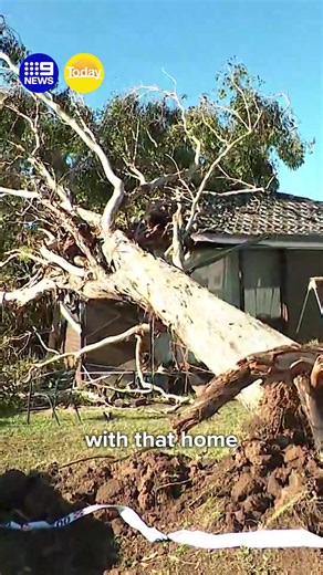 124K views · 1.3K reactions | The wild weather brought down trees, trapped drivers and shut down train lines. #9News | 9 News Sydney | Facebook