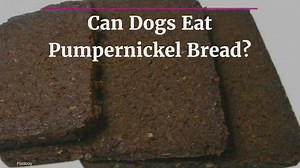 Can Dogs Eat Pumpernickel Bread? 3 Risks You Should Know About