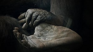 Chimpanzee family bonding. Animal love and care