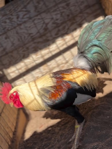 Grey cross 🔥 #gallos #rooster #gallofino #gamefarm #grey