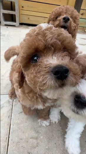 Sweet Cavapoo Puppies – Hypoallergenic, Smart & So Cuddly!