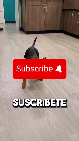 El perro más disciplinado del mundo 🐶
