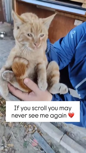 @felinar_lifeline_home on Instagram