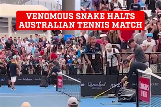 Venomous snake halts Australian tennis match