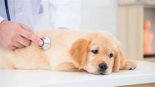 Is Your Dog Looking Listless? How to Tell if It's Dog Flu