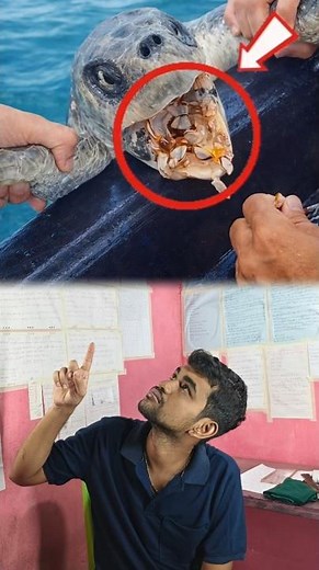 Turtle's Gratitude: The Heartwarming Rescue Story 🐢❤️