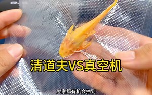 把清道夫放进真空环境中10分钟会发生什么事！ #清道夫 #测评 #趣味实验