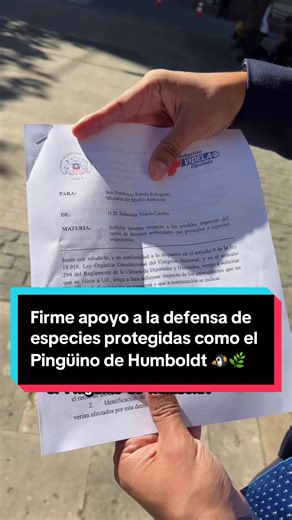 Firme apoyo a la defensa de especies protegidas como el Pingüino de Humboldt 🐧🌿 #medioambiente #pinguino #biodiversidad