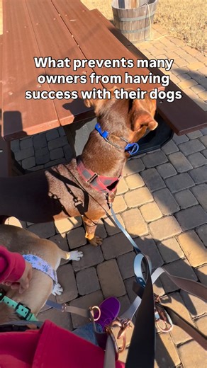 The most common question starter I get from dog owners is: “How do I stop…” (insert undesired behavior here). and while in some cases, this is the appropriate question, in most cases it’s not. We are too reliant on finding solutions to stop a behavior instead of finding an alternate behavior to replace the undesired one. Whenever I’m working with a new client, one of the mindset changes I often work through with them is changing our thought process from “how do I stop this behavior” to “what do 
