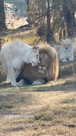 GG Conservation on Instagram: "Looney Tunes loves her King Thulani so much it’s so apparent when you spend time watching her. She’s so needy of his attention. It’s fascinating to observe the dynamics in our different lion prides.. who is the boss, then who is the REAL boss 😂"