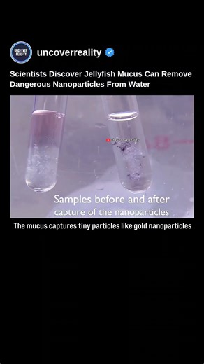 Scientists Discover Jellyfish Mucus Can Remove Dangerous Nanoparticles From Water 🌊 #tech #shorts