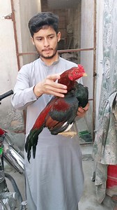 2.4K views · 104 reactions | Mashallah young miawali patha Bht piyary rang or body structure ma Choras naliyaan Zabardast quality Jis bahi ko Pasand ay wtsp pr rabta kry 03109759484 | Alamdar Hussain aseel birds | Facebook