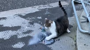 As the nation awaited an update on Brexit trade deal, it was Larry the cat who grabbed the attention of political observers as he pounced on a pigeon outside Downing Street.