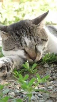 Try Not To Smile: 2 Minutes of the Cutest Cats on Earth