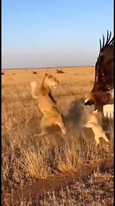 Lioness Defends Cub from Eagle Attack A lioness shows incredible bravery against an eagle trying to snatch her cub. #fblifestyle #AI Generated using Kling AI . . . (For entertainment purposes only. Consult professionals if guidance on activities is presented. No brand affiliation is implied if any are shown. If inspired by true events, creative adaptations may be included. Content may include public footage.) | Fabiosa Make It Easier