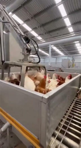 Chicken Meat Production Process | How Chicken Is Produced for Humans