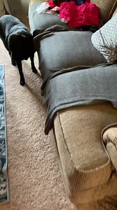 35K views · 182 reactions | Welp. This cat has 8 lives. Is your cat this much of a scaredy cat?! Funny Videos Want to be featured? Message us videos you filmed to be featured on the page! | Funny Videos | Facebook