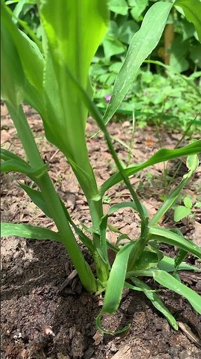 Corn Plant Pruning: Quick Guide #shorts #corns
