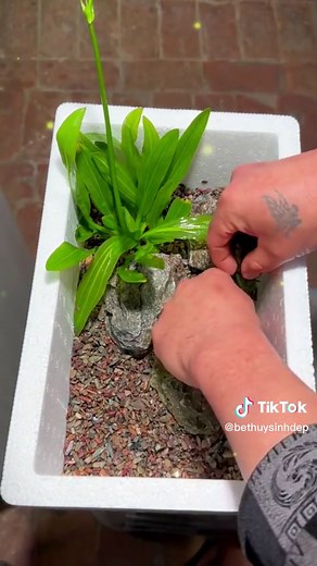 Setup thùng xốp mini nuôi cá chơi topview #thuysinh #cacanh #nuoica #thugian