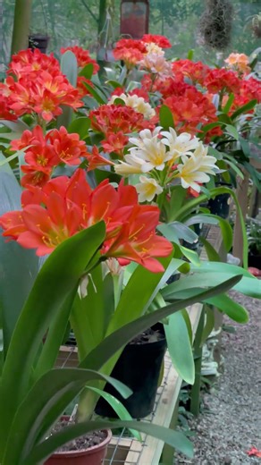 Clivia Rainbow of Colour at Utopia Clivias 🌈 #flowers #plants