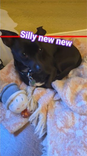 screen split!#doggie#cute#ohno#ahhh#pets#animals#dog#sleepy#silly#meme