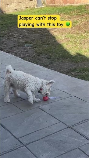 He can’t stop playing with this toy ! #jaspertheduggoo