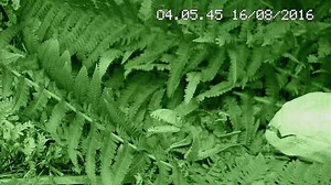 103K views · 421 reactions | Suggest a name for our baby pterosaur and you could WIN a family ticket to Dinosaur Uprising at Eden and a deluxe dino goodie bag, including a model of our hatchling! Closing date: midnight, 23 Aug 2016. Full t&cs: www.edenproject.com/pterosaur-comp | Eden Project | Facebook