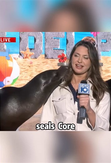 Funny seals🤣#seal #seals #pet #funnyvideo #funnytiktok#funnyanimals#animals #funny #fyp #pet