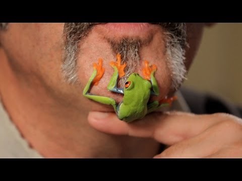 5 Care Tips for Red-Eyed Tree Frogs | Pet Reptiles