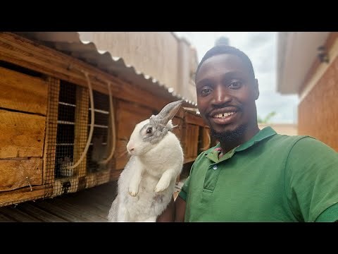 How to easily raise Rabbits at YOUR HOME!