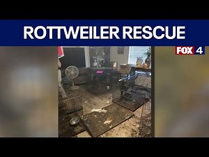 50 Rottweilers and other dogs rescued in Watauga animal cruelty case