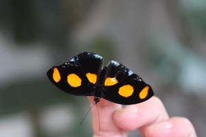 Neįtikėtini faktai apie drugelius: ausų neturi, bet garsus jaučia geriau nei žmonės