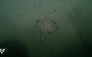 【MBARI】深海鳐鱼Beringraja rhina