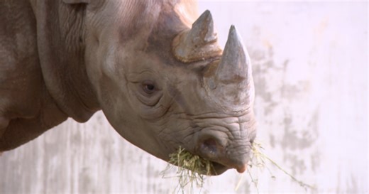 How the new rhino at Milwaukee County Zoo could contribute to the species’ survival