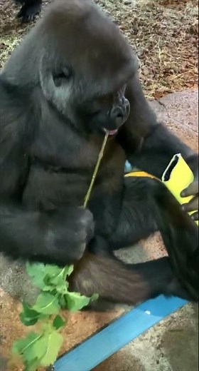 Western Lowland Gorilla Tool Use - Cincinnati Zoo #shorts