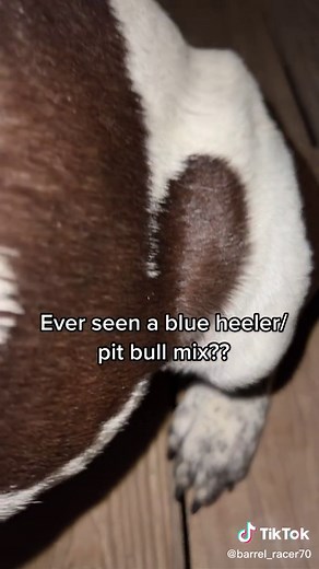 Discover the Unique Blue Heeler Pit Bull Mix