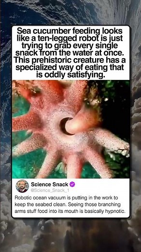 HOW A SEA CUCUMBER ACTUALLY EATS