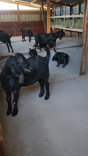 #blackboer | Run Goats Breeders