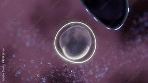 The process of autophagy. It shows the autophagosome (AP) formation from an isolation membrane, fusing with a lysosome, where breakdown and recycling of the material within occurs