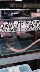There is only one reticulated snake in the world, it is at the Jatinegara fish market #reticulatu...