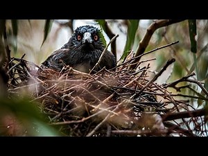 A bird’s eye view on magpie attacks