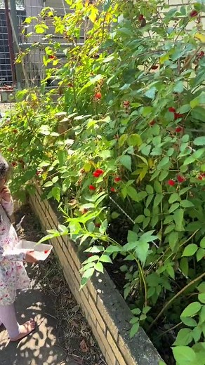 Growing Raspberries Successfully: Tips for Planting and Care