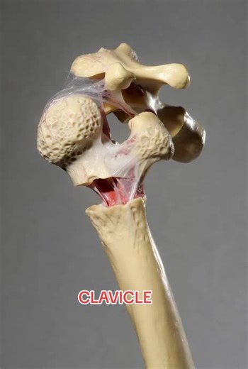 Understanding Bone Healing: How Clavicles Repair Themselves